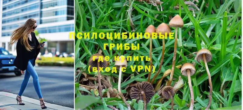 Псилоцибиновые грибы Psilocybe  Назрань 